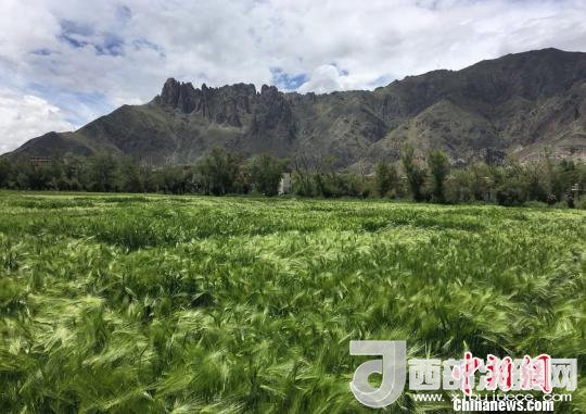 2017年西藏青稞總產(chǎn)量達(dá)到79萬(wàn)噸，占糧食總產(chǎn)量的77%。圖為西藏青稞。　王玉林 攝