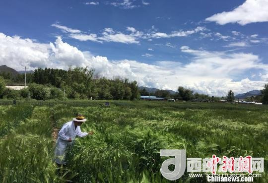 西藏與9家國(guó)家重點(diǎn)實(shí)驗(yàn)室合力促青稞增產(chǎn)、牦牛育肥