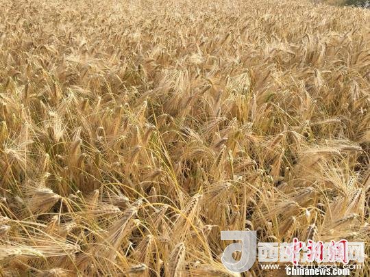 2017年西藏青稞種植面積達(dá)210多萬(wàn)畝，占糧食播種面積的75%。圖為成熟期的青稞?！⊥跤窳?攝