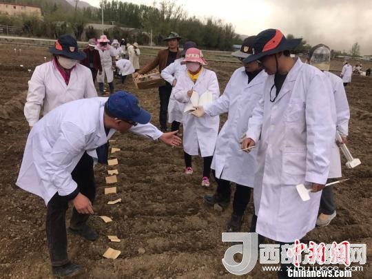 圖為研究員實(shí)地調(diào)研青稞生長(zhǎng)土壤?！⊥跤窳?攝