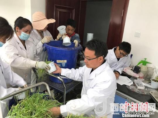 圖為研究員正在調(diào)查青稞感染白粉病情況?！⊥跤窳?攝