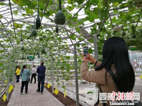 山西省郵政管理局積極推動(dòng)“一市一品”農(nóng)特產(chǎn)品進(jìn)城項(xiàng)目。 資料圖 楊杰英 攝