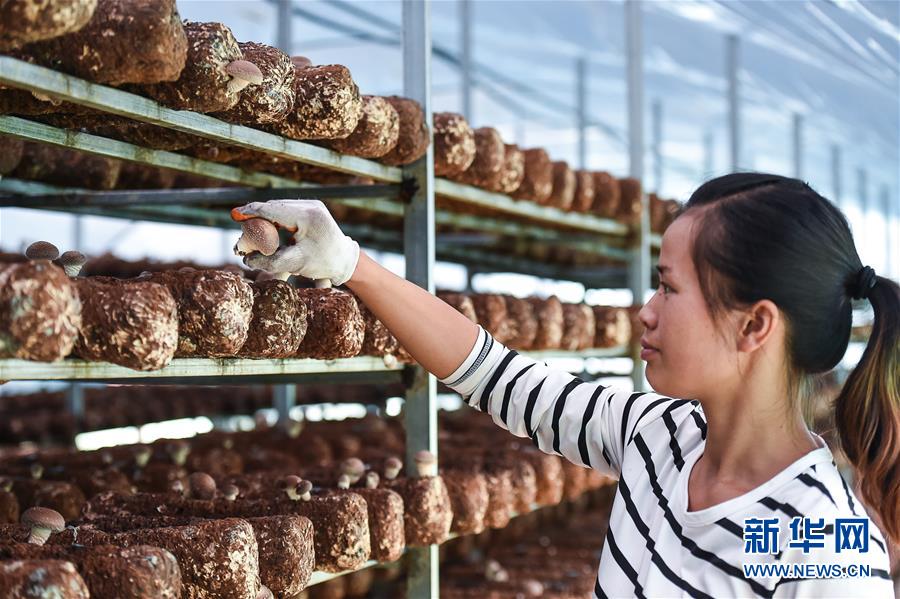 (壯麗70年·奮斗新時代——共和國發(fā)展成就巡禮·圖文互動)(8)多彩貴州闖新路