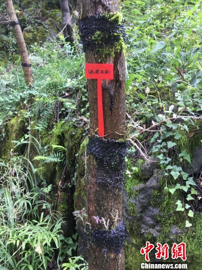 貴州同威生物科技有限公司鐵皮石斛種植?！≈軏?攝