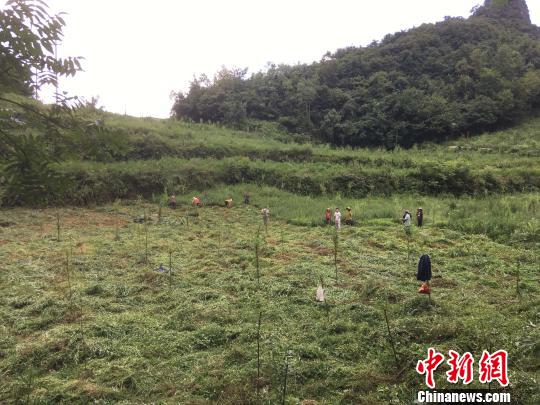 貴州同威生物科技有限公司天麻種植基地。　周嫻 攝