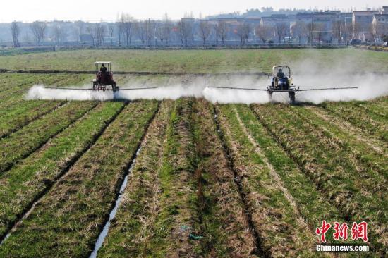 2月20日，南京湖熟街道現(xiàn)代農(nóng)業(yè)示范園區(qū)內(nèi)，工作人員駕駛自走式噴霧機(jī)給小麥噴灑除草劑。泱波 攝