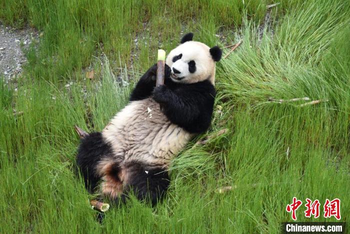 九寨溝熊貓園里的大熊貓?！【耪瘻峡h委宣傳部提供 攝